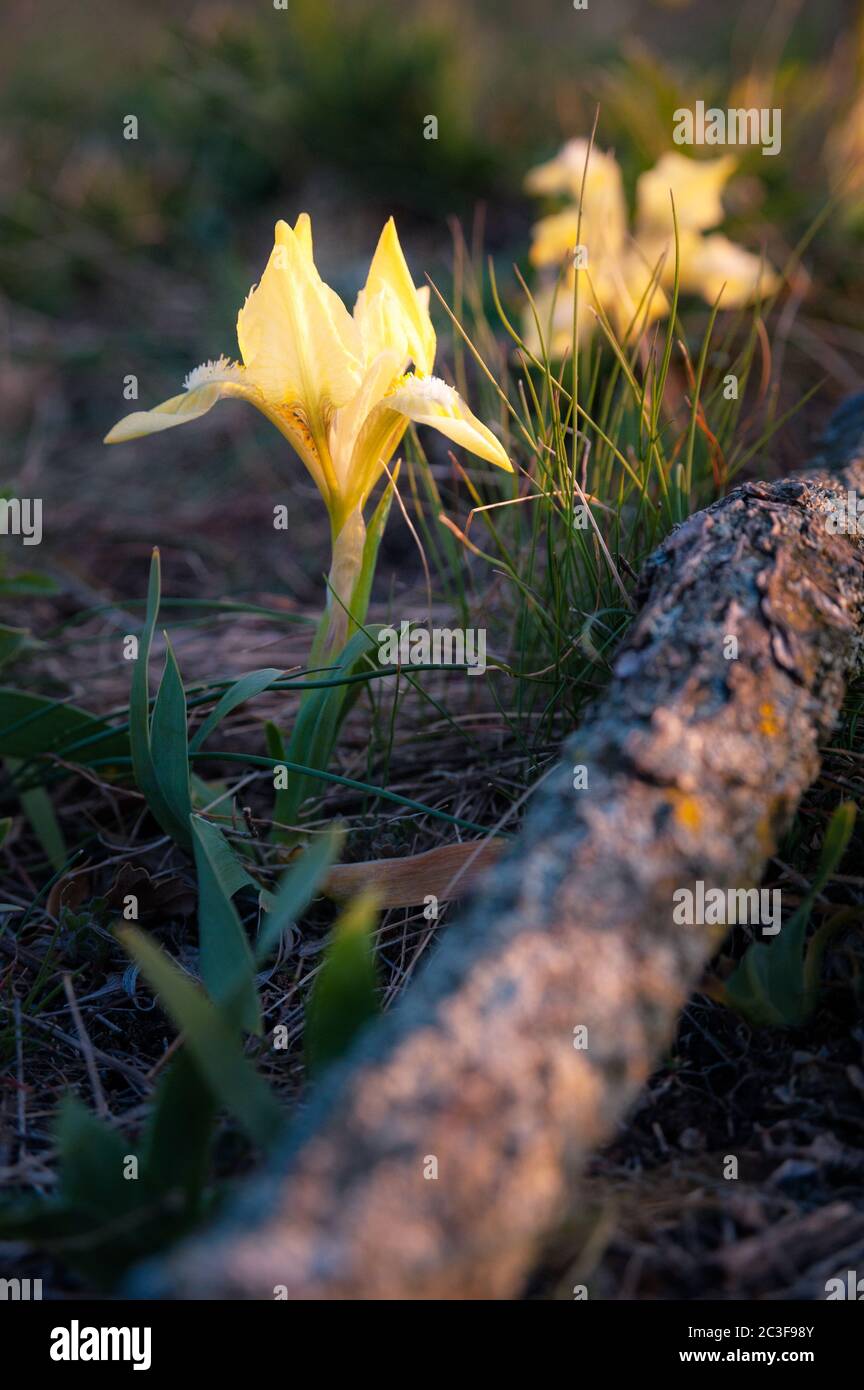 Fiore giallo su un prato in primavera Foto Stock