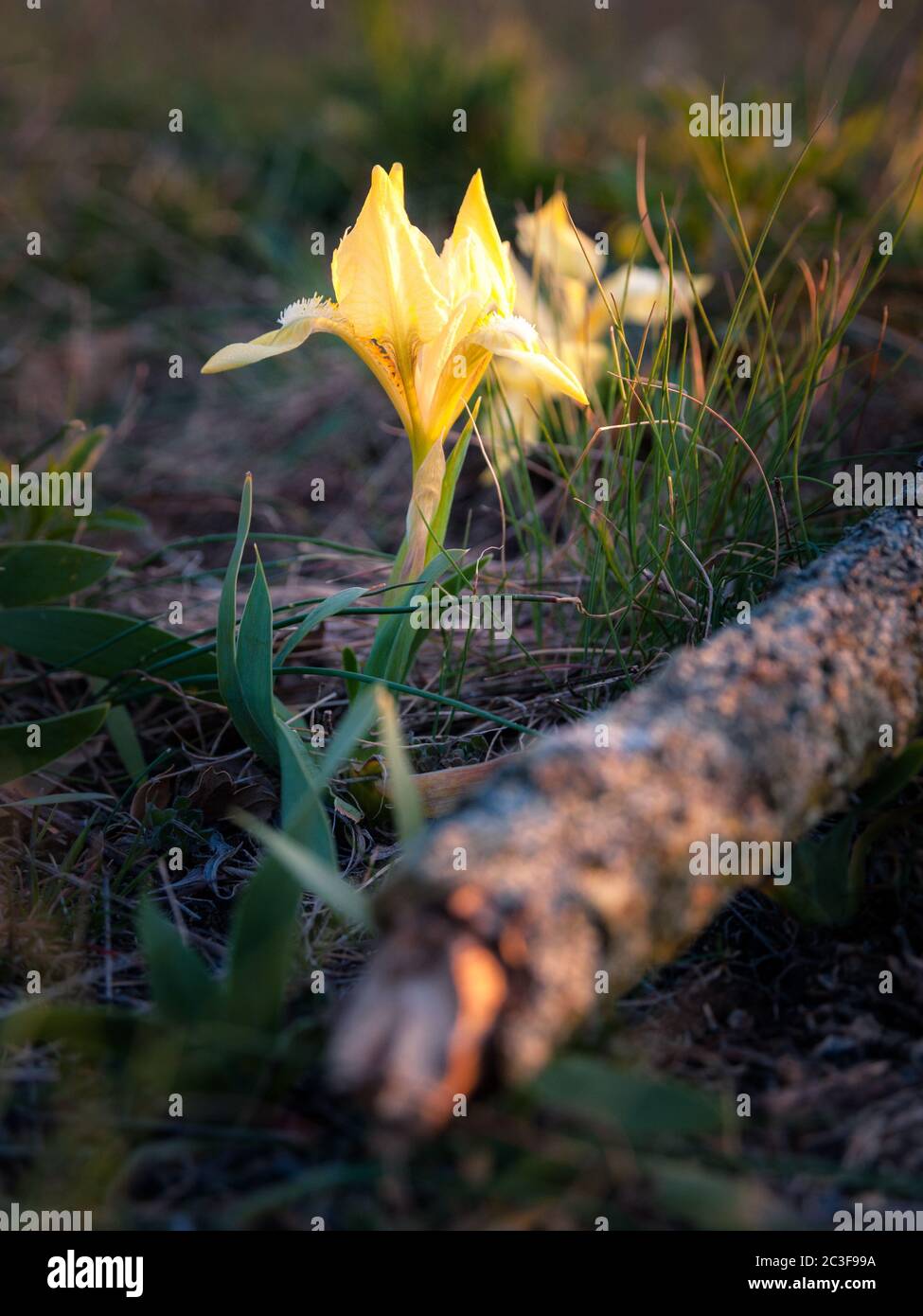 Fiore giallo su un prato in primavera Foto Stock