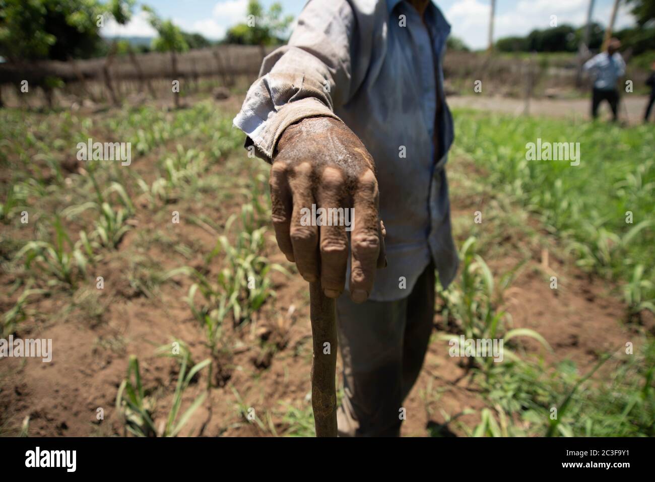 Actopan, Veracruz, Messico. 19 giugno 2020. Dopo la quarantena COVID-19, molti lavori non essenziali sono stati scartati dal lavoro quotidiano, tuttavia gli agricoltori di Veracruz, in Messico, continuano a piantare CaÃ±a de Azucar e Mango per generare reddito e riattivare l'economia nel 2021. Credit: Hector Adolfo Quintanar Perez/ZUMA Wire/Alamy Live News Foto Stock