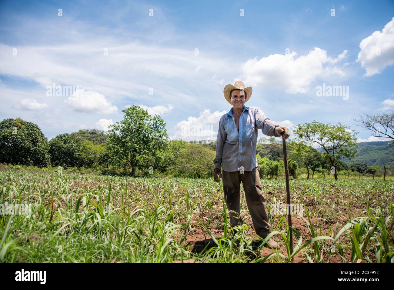 Actopan, Veracruz, Messico. 19 giugno 2020. Dopo la quarantena COVID-19, molti lavori non essenziali sono stati scartati dal lavoro quotidiano, tuttavia gli agricoltori di Veracruz, in Messico, continuano a piantare CaÃ±a de Azucar e Mango per generare reddito e riattivare l'economia nel 2021. Credit: Hector Adolfo Quintanar Perez/ZUMA Wire/Alamy Live News Foto Stock