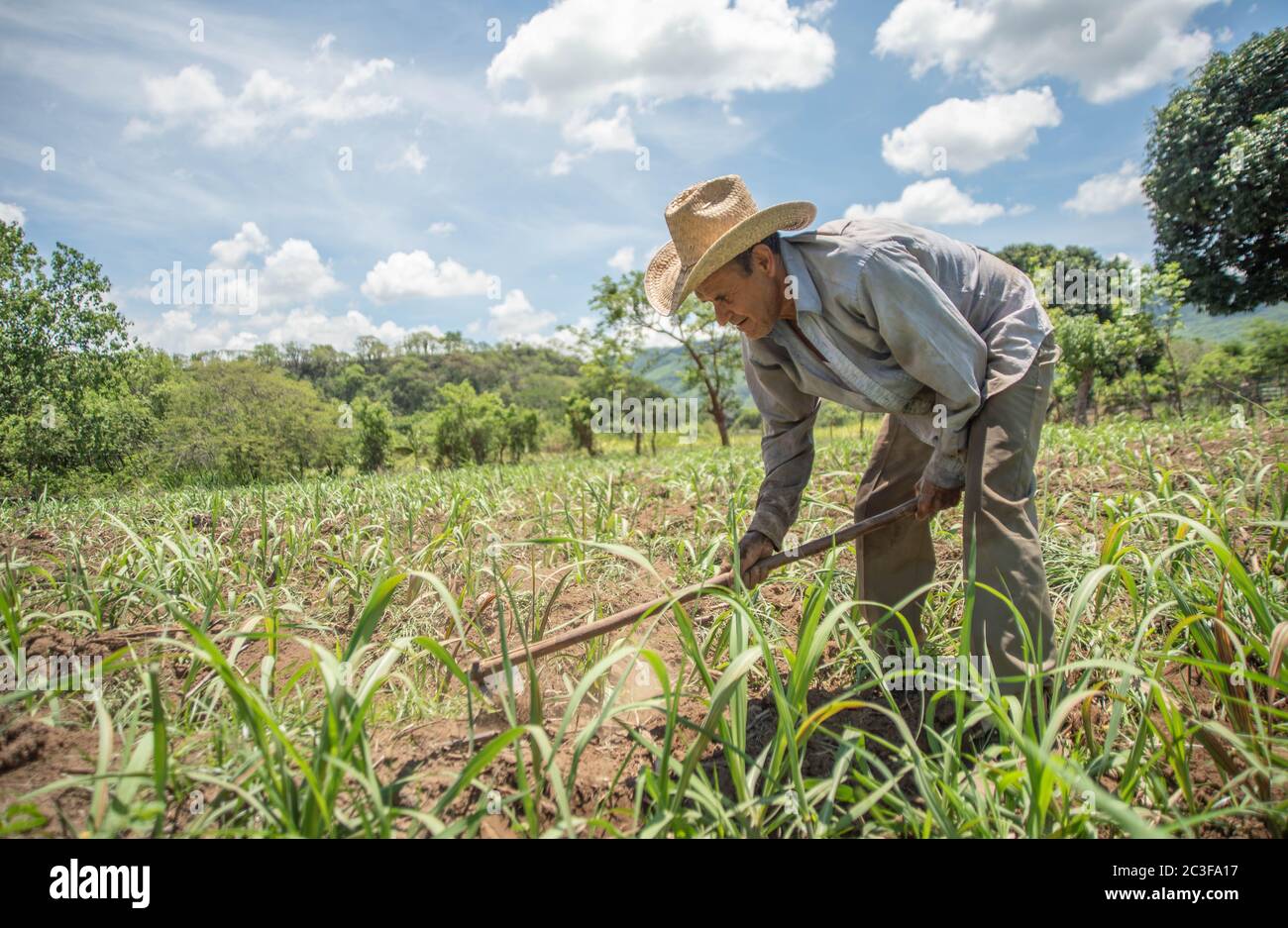 Actopan, Veracruz, Messico. 19 giugno 2020. Dopo la quarantena COVID-19, molti lavori non essenziali sono stati scartati dal lavoro quotidiano, tuttavia gli agricoltori di Veracruz, in Messico, continuano a piantare CaÃ±a de Azucar e Mango per generare reddito e riattivare l'economia nel 2021. Credit: Hector Adolfo Quintanar Perez/ZUMA Wire/Alamy Live News Foto Stock
