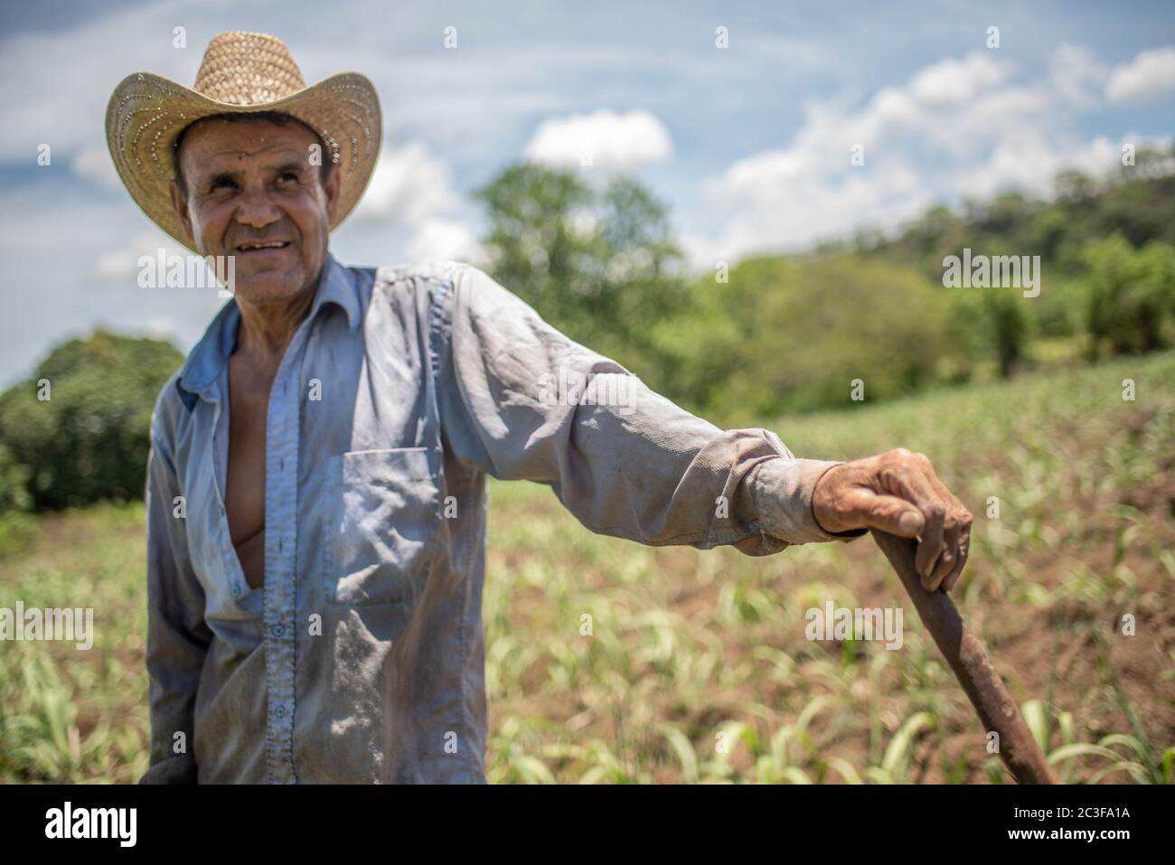 Actopan, Veracruz, Messico. 19 giugno 2020. Dopo la quarantena COVID-19, molti lavori non essenziali sono stati scartati dal lavoro quotidiano, tuttavia gli agricoltori di Veracruz, in Messico, continuano a piantare CaÃ±a de Azucar e Mango per generare reddito e riattivare l'economia nel 2021. Credit: Hector Adolfo Quintanar Perez/ZUMA Wire/Alamy Live News Foto Stock