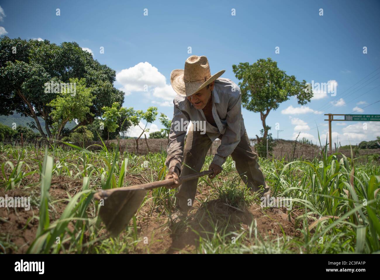 Actopan, Veracruz, Messico. 19 giugno 2020. Dopo la quarantena COVID-19, molti lavori non essenziali sono stati scartati dal lavoro quotidiano, tuttavia gli agricoltori di Veracruz, in Messico, continuano a piantare CaÃ±a de Azucar e Mango per generare reddito e riattivare l'economia nel 2021. Credit: Hector Adolfo Quintanar Perez/ZUMA Wire/Alamy Live News Foto Stock