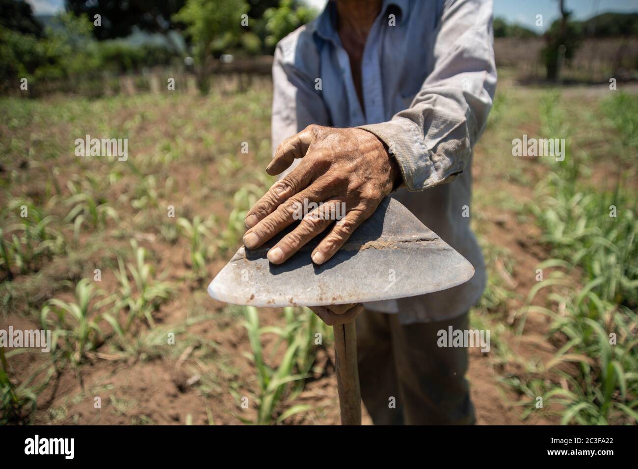 Actopan, Veracruz, Messico. 19 giugno 2020. Dopo la quarantena COVID-19, molti lavori non essenziali sono stati scartati dal lavoro quotidiano, tuttavia gli agricoltori di Veracruz, in Messico, continuano a piantare CaÃ±a de Azucar e Mango per generare reddito e riattivare l'economia nel 2021. Credit: Hector Adolfo Quintanar Perez/ZUMA Wire/Alamy Live News Foto Stock