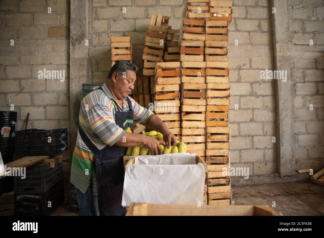 Actopan, Veracruz, Messico. 19 giugno 2020. Dopo la quarantena COVID-19, molti lavori non essenziali sono stati eliminati dal lavoro quotidiano, Tuttavia gli agricoltori di Veracruz, in Messico, continuano a piantare CaÃ±a de Azucar e Mango per generare reddito e riattivare l'economia nel 2021., la stagione di mango sta per terminare in modo da nuovi frutti e grani come fagioli e mais sarà cercato di piantare credito: Hector Adolfo Quintanar Perez/ZUMA Wire/Alamy Live News Foto Stock