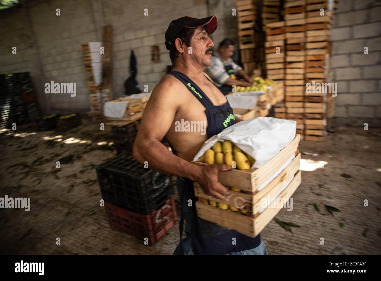 Actopan, Veracruz, Messico. 19 giugno 2020. Dopo la quarantena COVID-19, molti lavori non essenziali sono stati eliminati dal lavoro quotidiano, Tuttavia gli agricoltori di Veracruz, in Messico, continuano a piantare CaÃ±a de Azucar e Mango per generare reddito e riattivare l'economia nel 2021., la stagione di mango sta per terminare in modo da nuovi frutti e grani come fagioli e mais sarà cercato di piantare credito: Hector Adolfo Quintanar Perez/ZUMA Wire/Alamy Live News Foto Stock