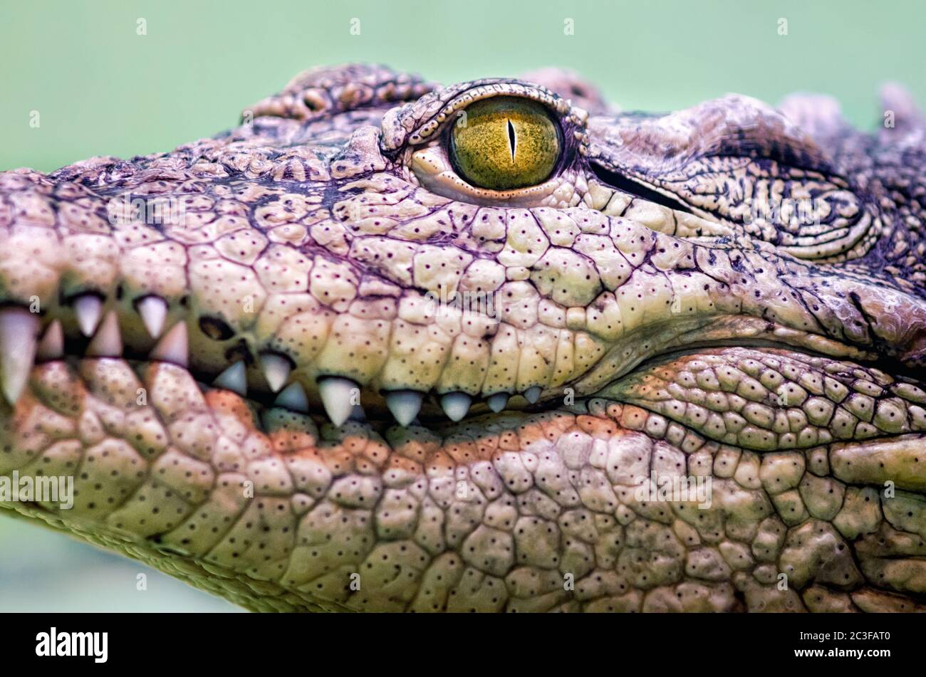 testa a coccodrillo isolata da vicino su sfondo verde Foto Stock