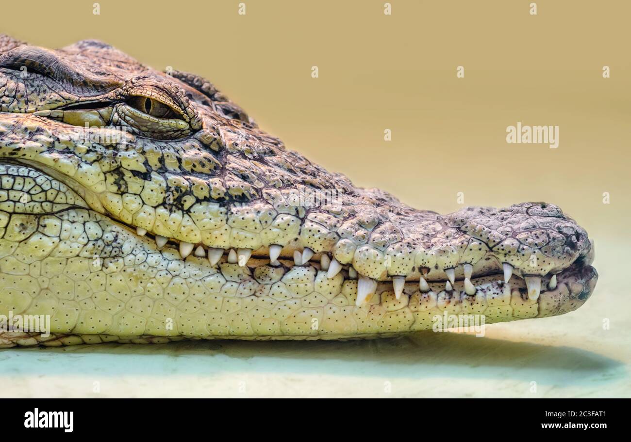 testa a coccodrillo isolata da vicino su sfondo giallo Foto Stock