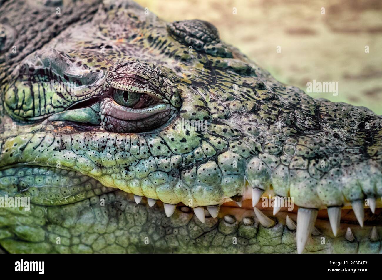 testa a coccodrillo da vicino su sfondo giallo Foto Stock