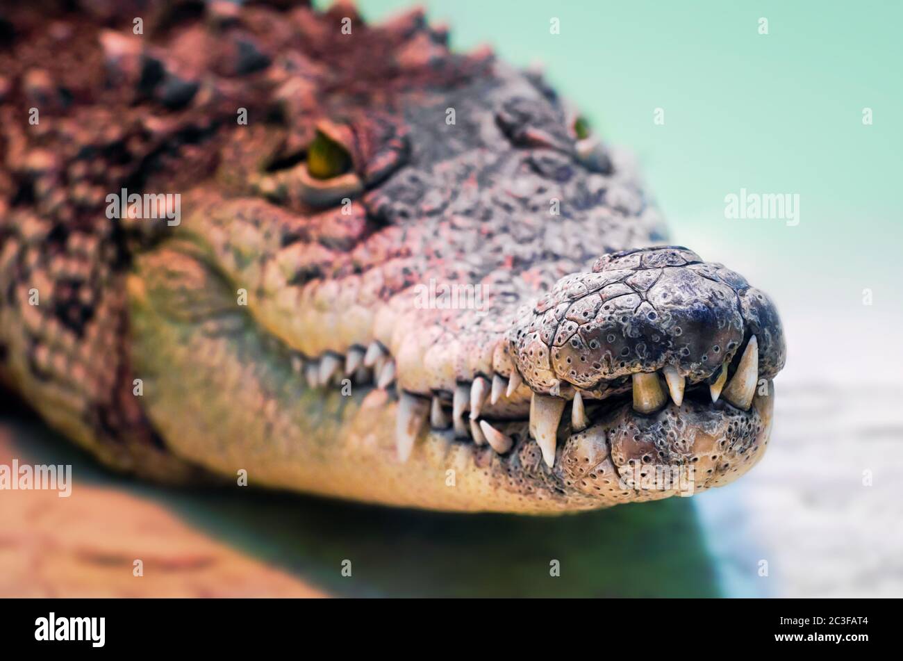 testa a coccodrillo isolata da vicino su sfondo verde Foto Stock