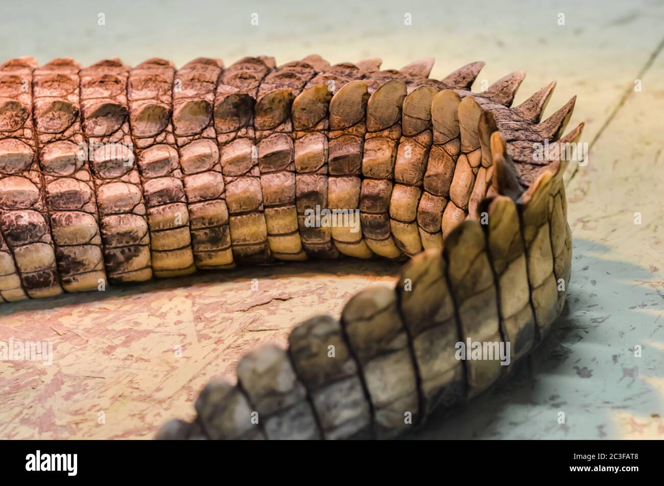 coccodrillo pelle in dettaglio primo piano Foto Stock