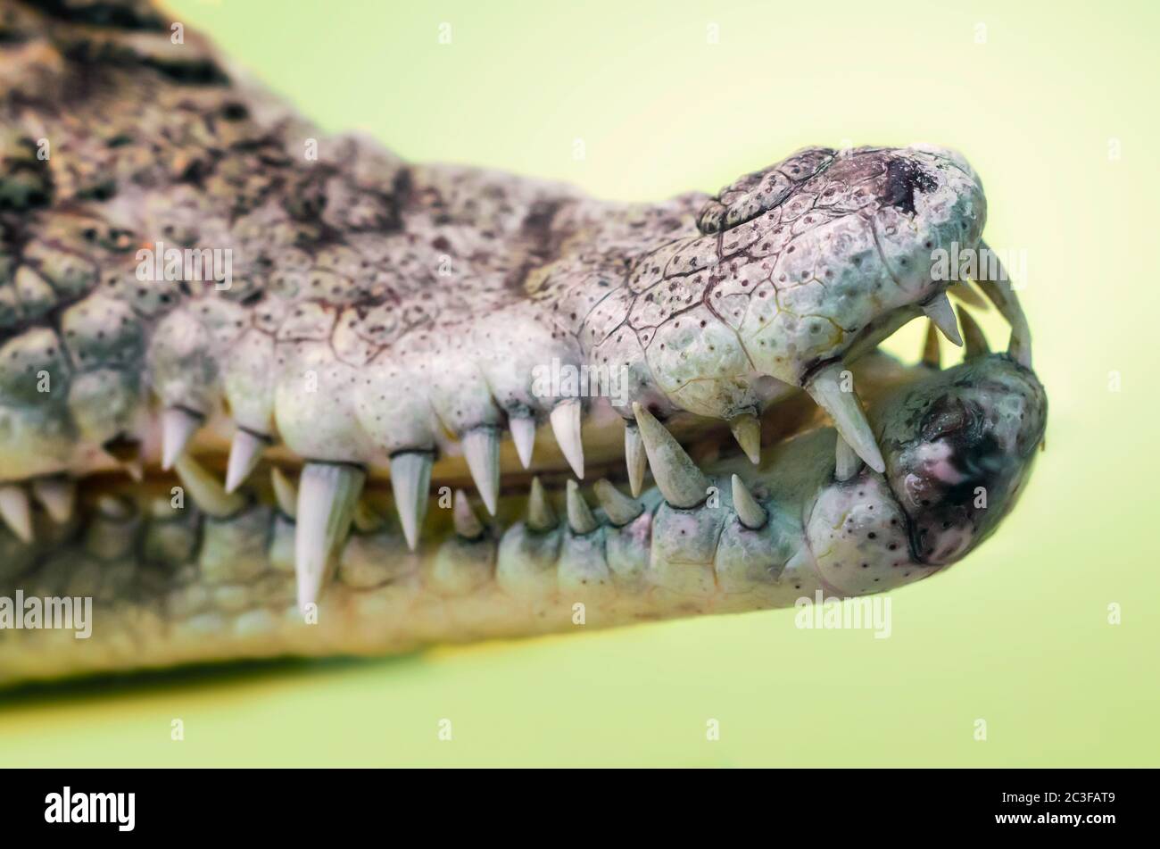 aprire la bocca di un coccodrillo con i pugili affilati da vicino Foto Stock