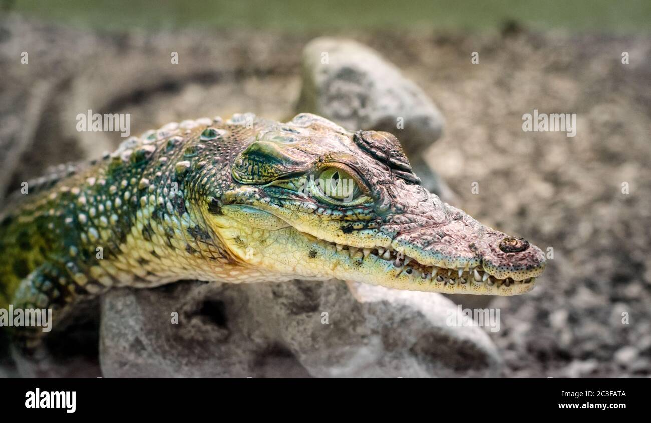 testa a coccodrillo isolata da vicino su sfondo verde Foto Stock