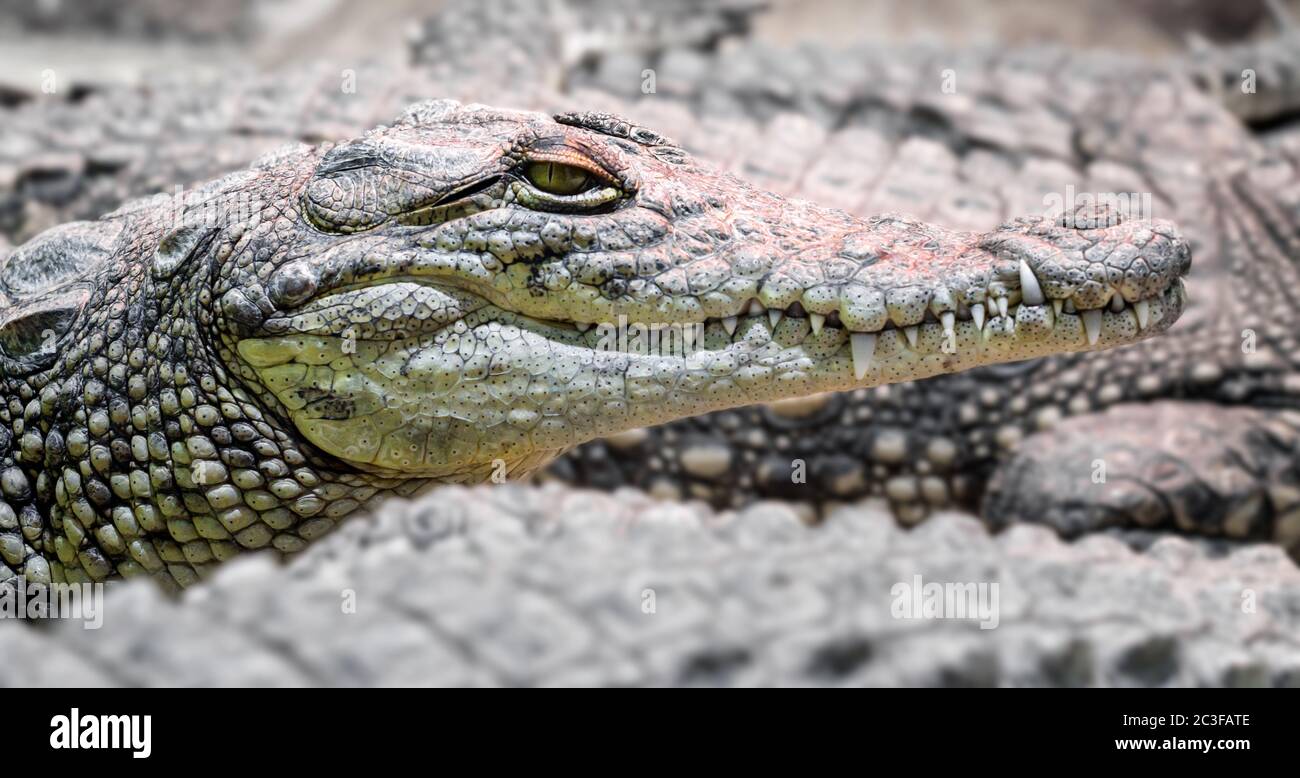 molti coccodrilli alligatori si avvicinano Foto Stock