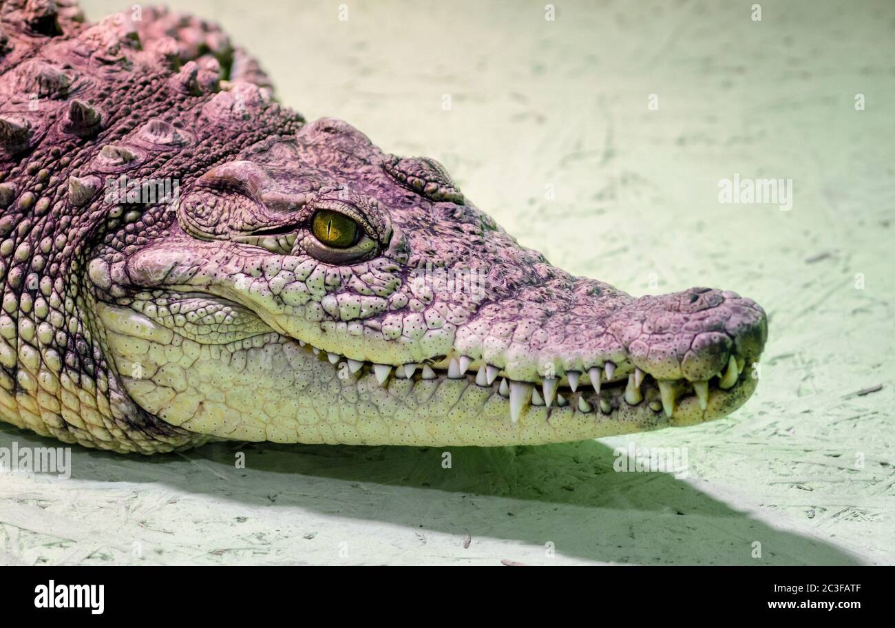 testa a coccodrillo isolata da vicino su sfondo verde Foto Stock