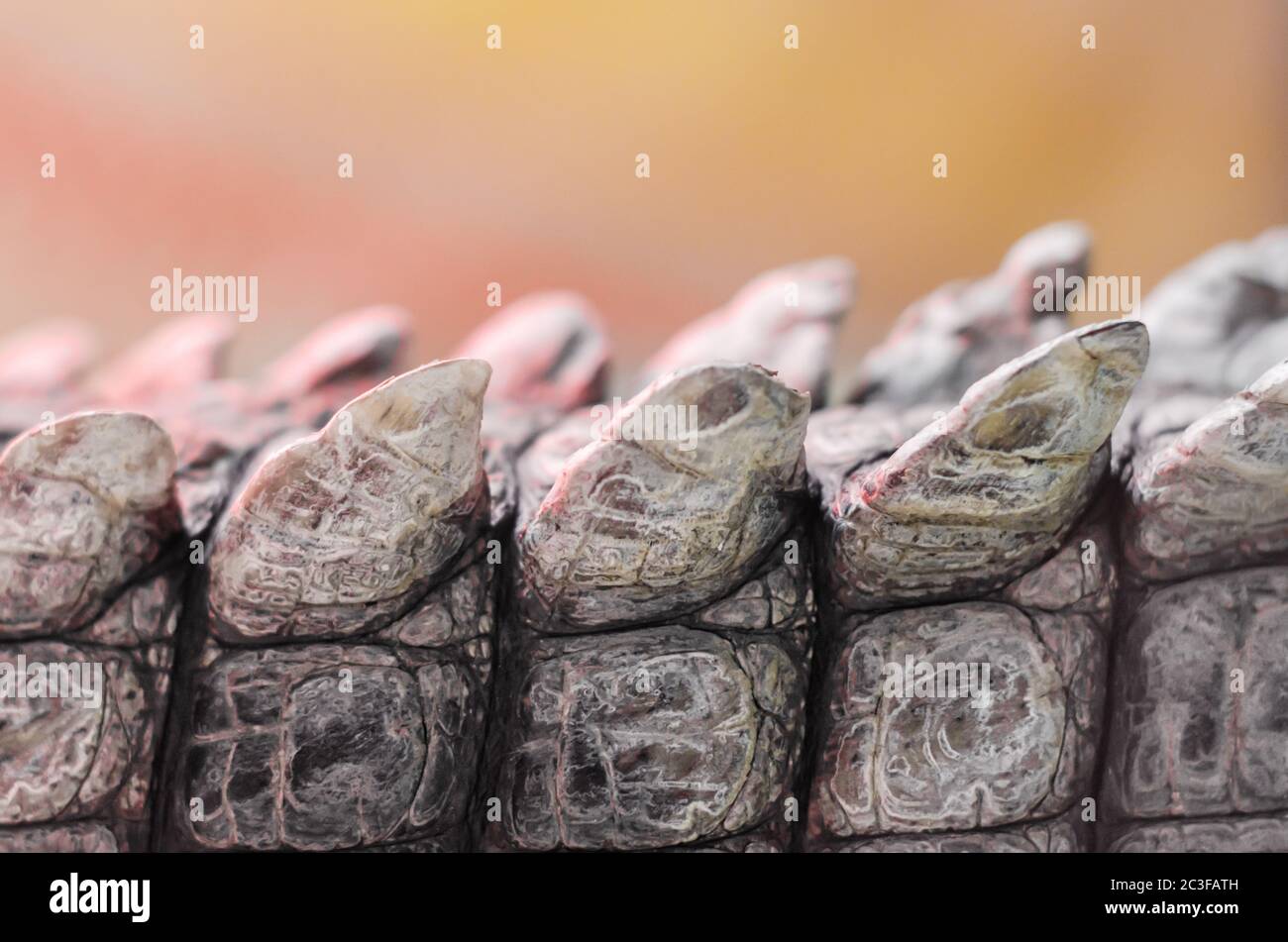 coccodrillo pelle in dettaglio primo piano Foto Stock