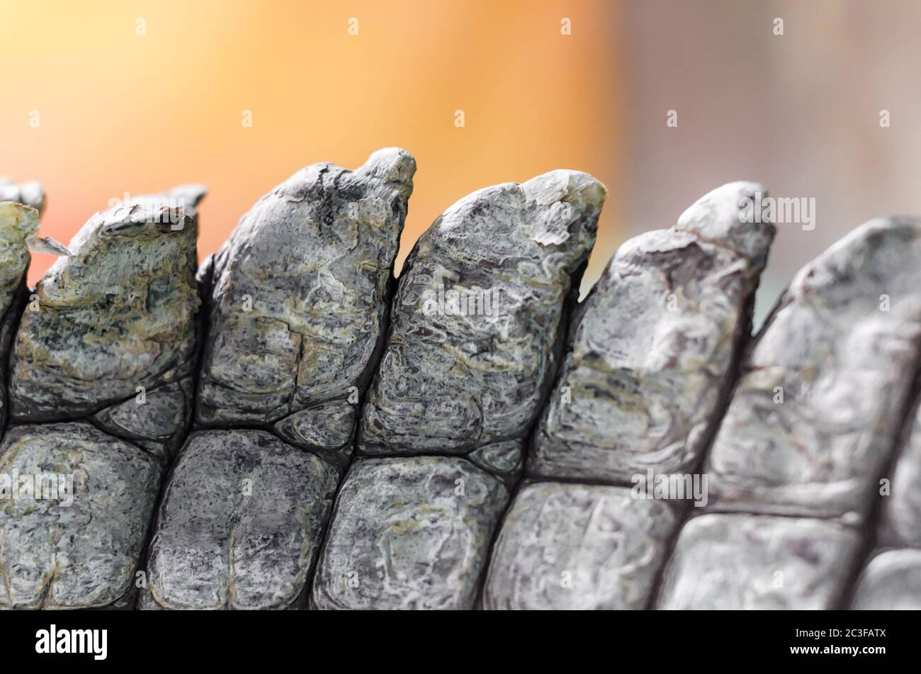 coccodrillo pelle in dettaglio primo piano Foto Stock