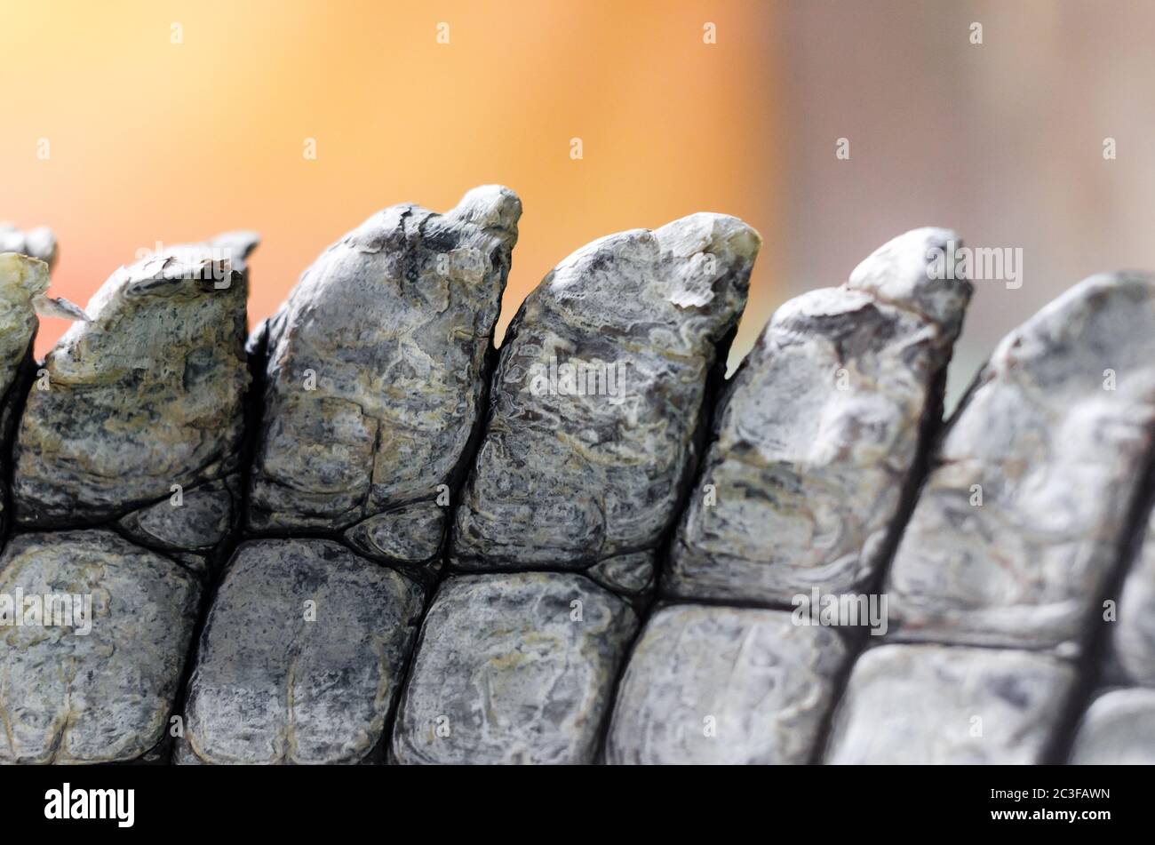 pelle coccodrillo coccodrillo coccodrillo in primo piano Foto Stock