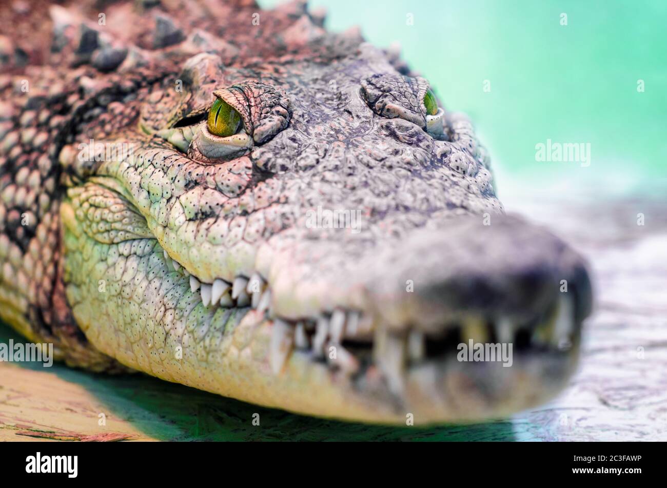 testa a coccodrillo isolata da vicino su sfondo verde Foto Stock