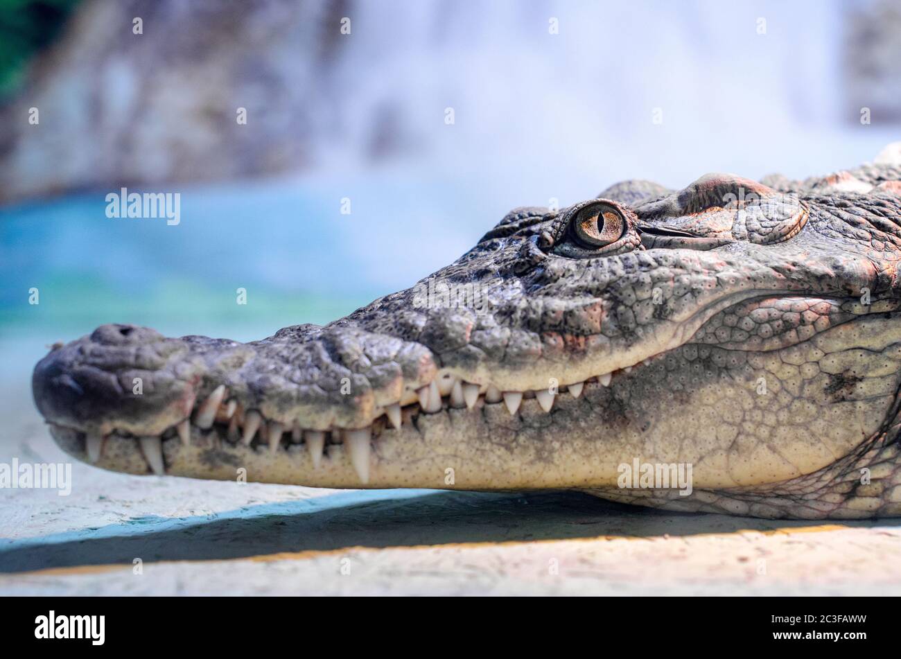 grande testa di coccodrillo con bocca di toothy e occhio verde vicino Foto Stock