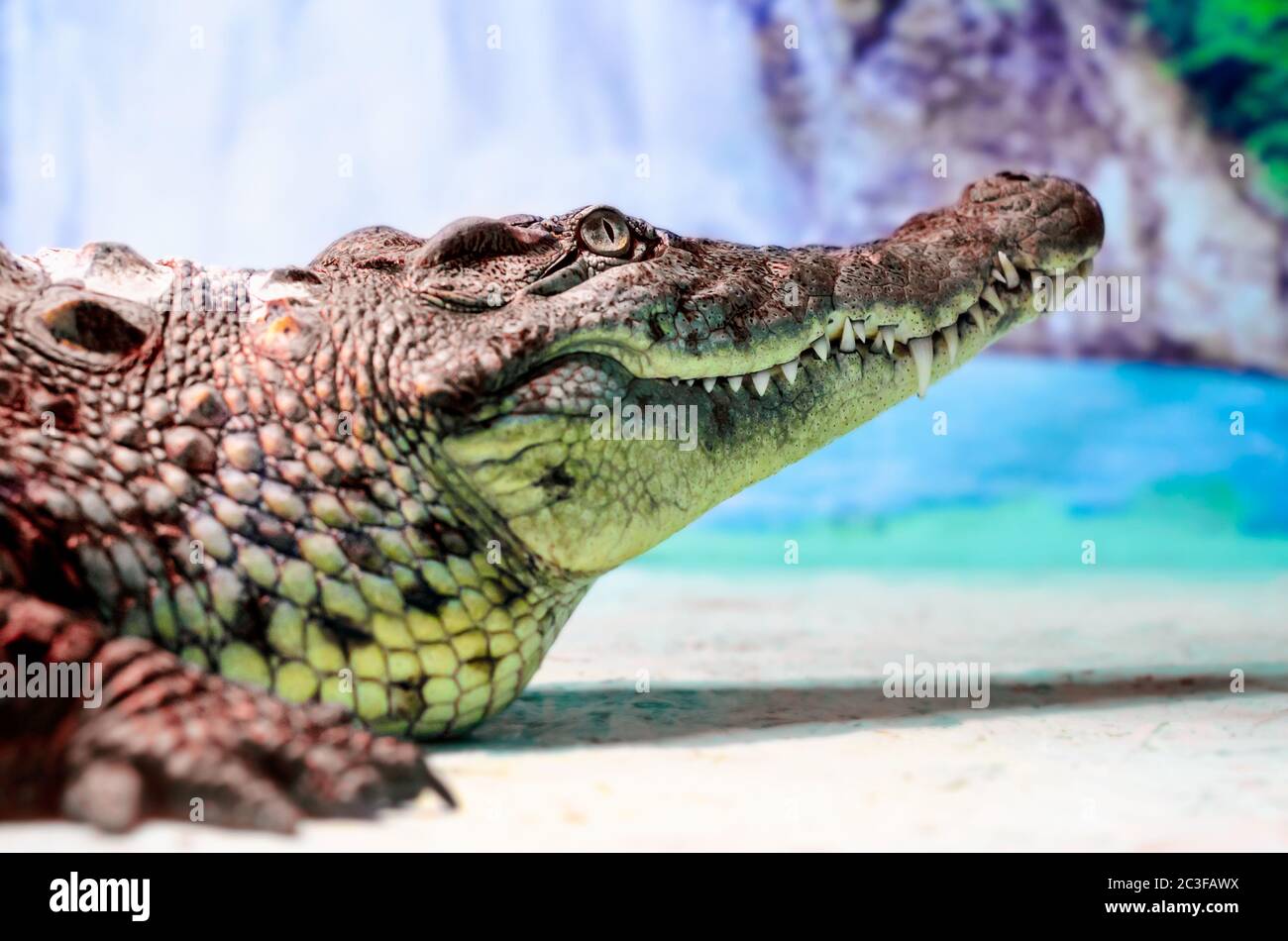 grande testa di coccodrillo con bocca di toothy e occhio verde vicino Foto Stock