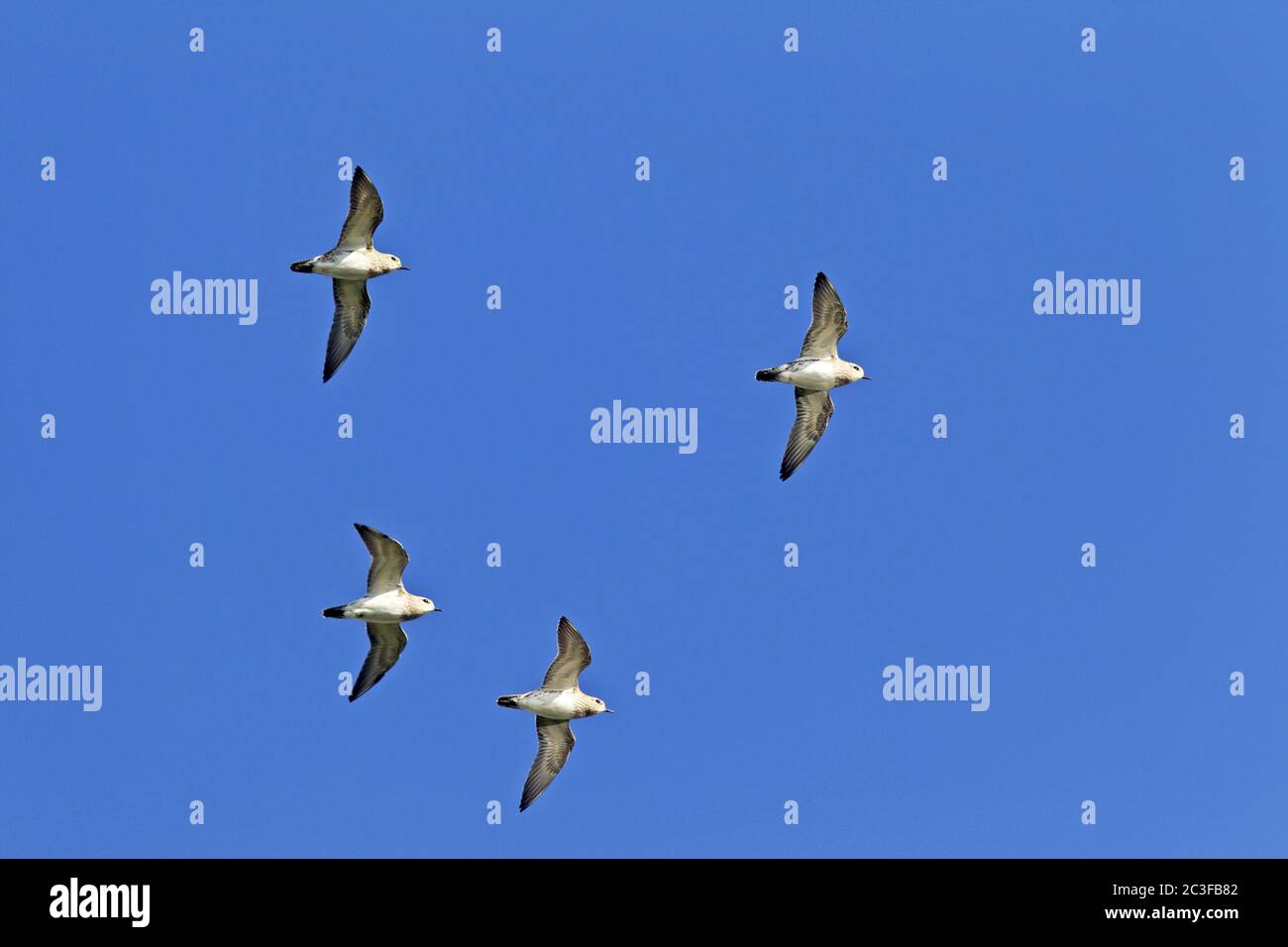 Golden Plover gregge di uccelli in piumaggio non-riproduzione Foto Stock
