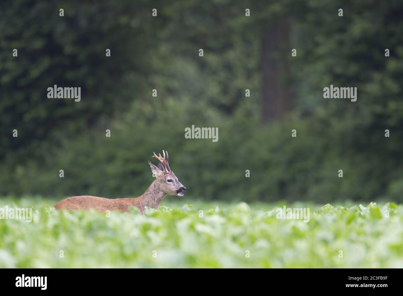 Maschio Roe Deer bruna in un campo di barbabietola da zucchero Foto Stock