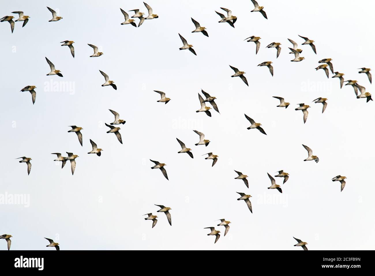 Golden Plover gregge di uccelli in piumaggio non-riproduzione Foto Stock