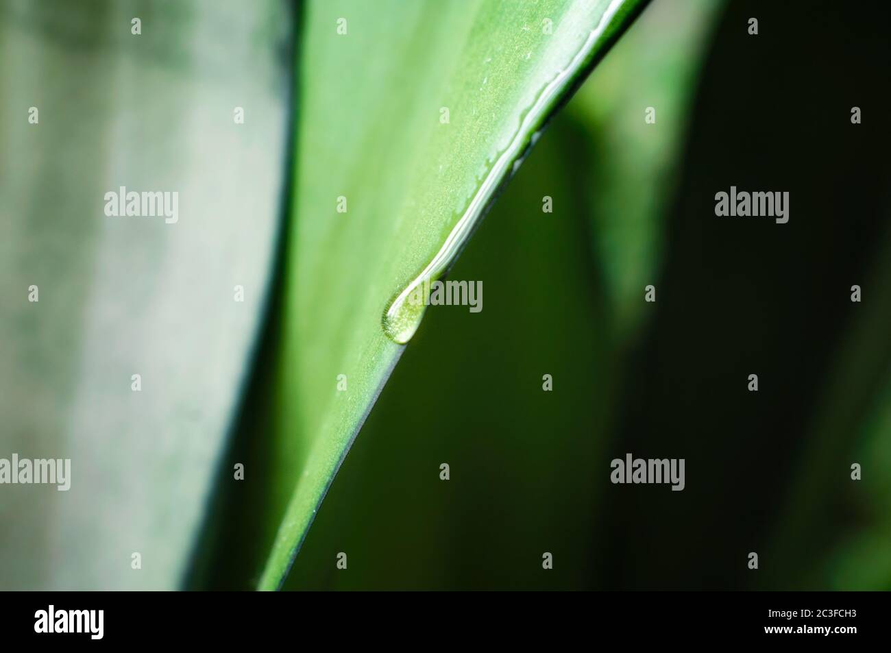 goccia di rugiada su una foglia verde di una macro pianta Foto Stock