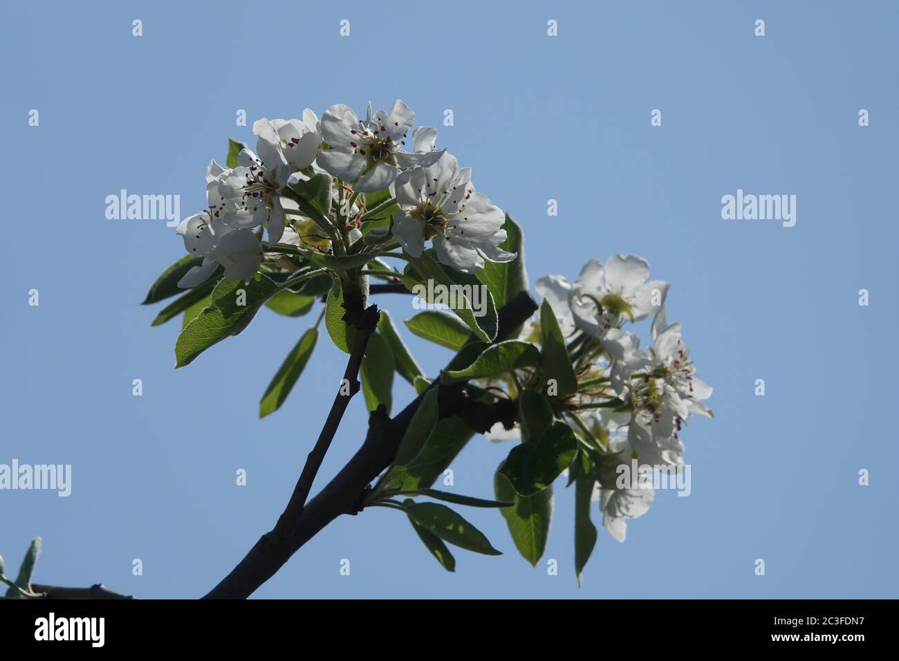 Pyrus communis, Par Selvaggio Foto Stock