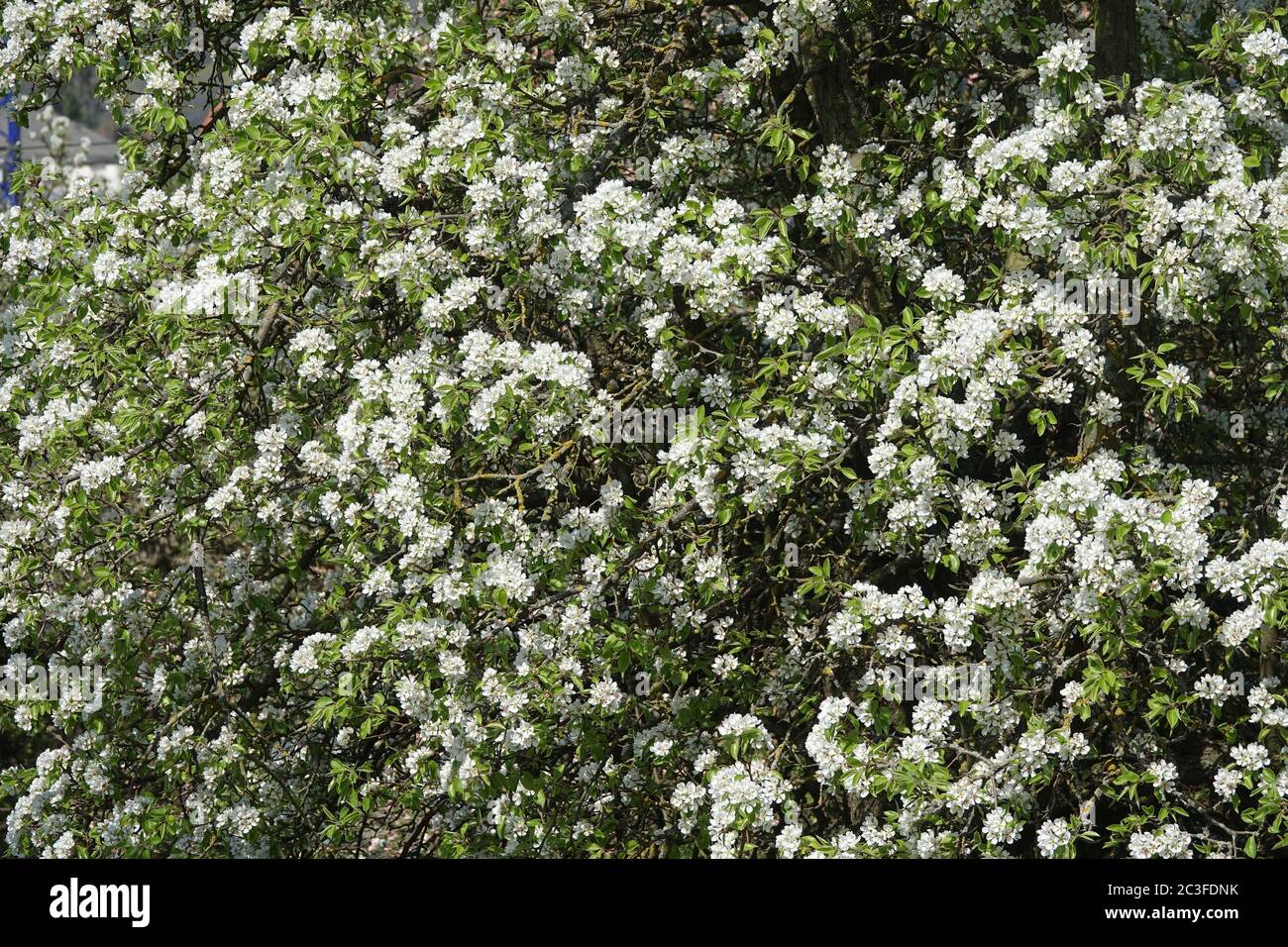 Pyrus communis, Par Selvaggio Foto Stock