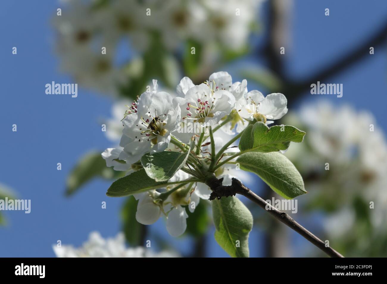 Pyrus communis, Par Selvaggio Foto Stock