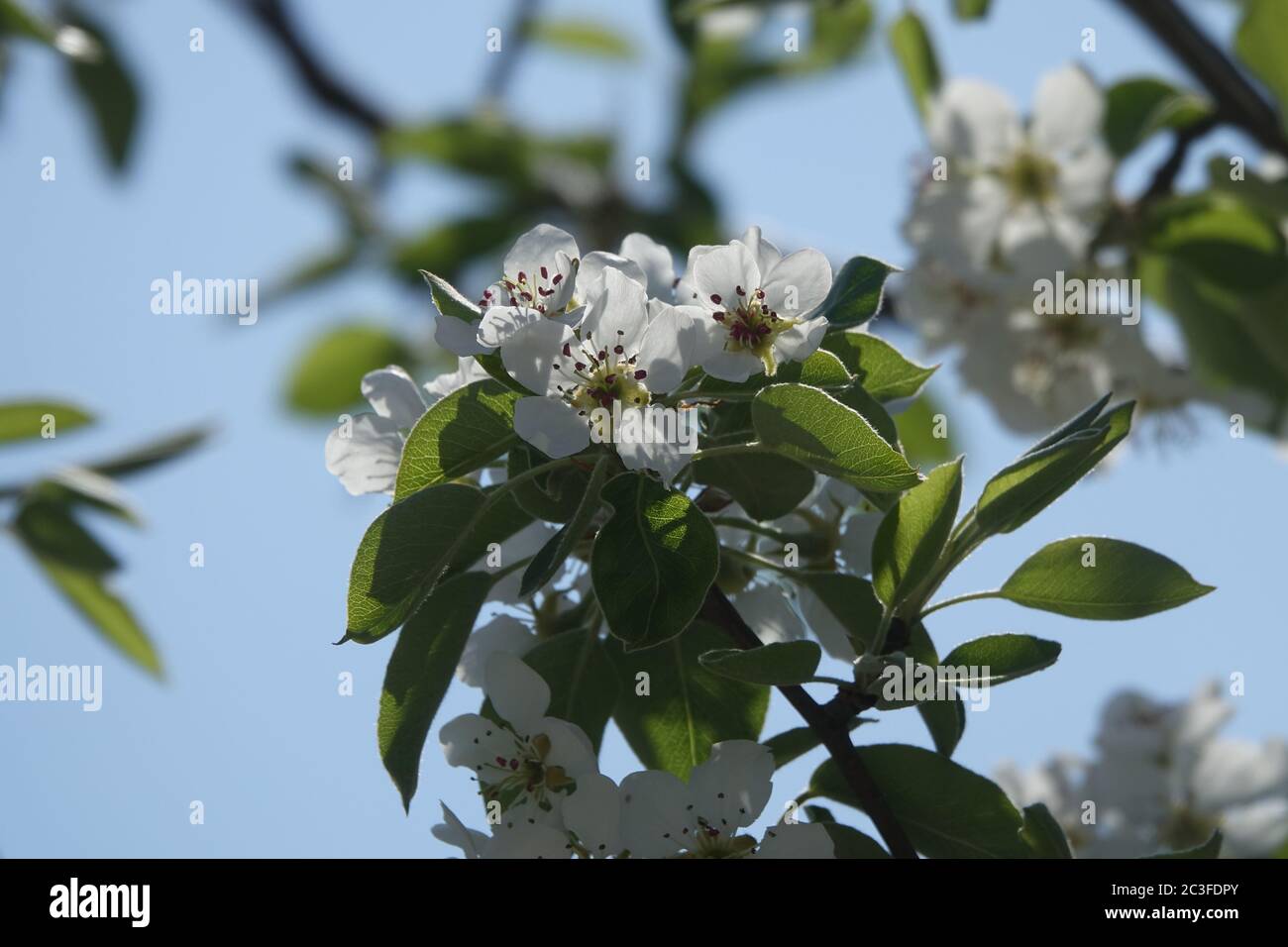 Pyrus communis, Par Selvaggio Foto Stock