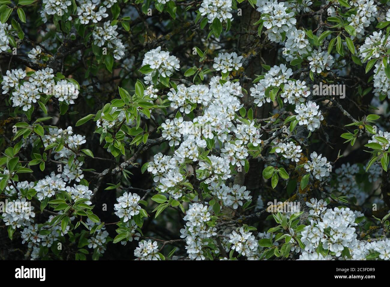 Pyrus communis, Par Selvaggio Foto Stock