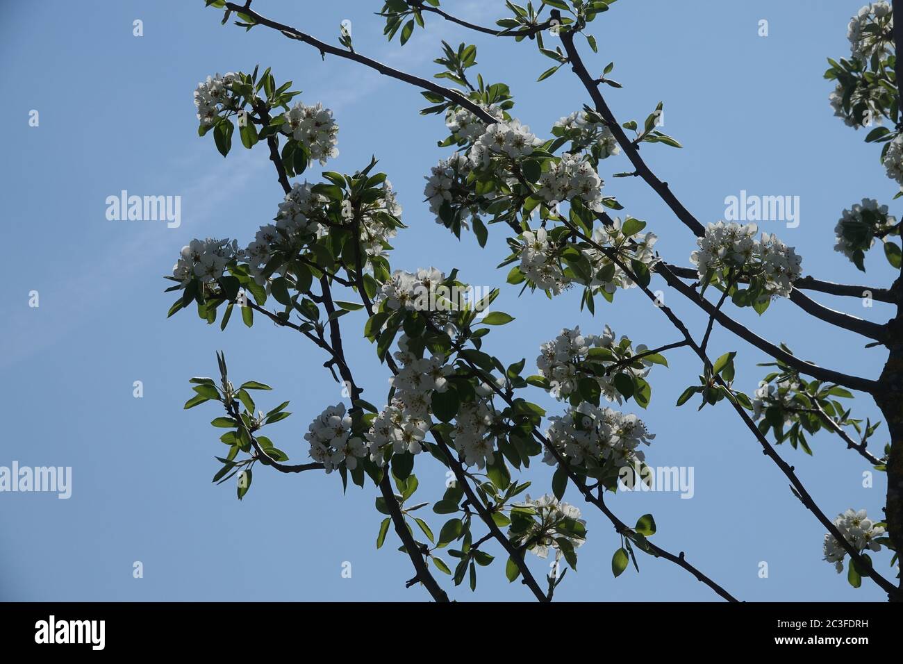 Pyrus communis, Par Selvaggio Foto Stock
