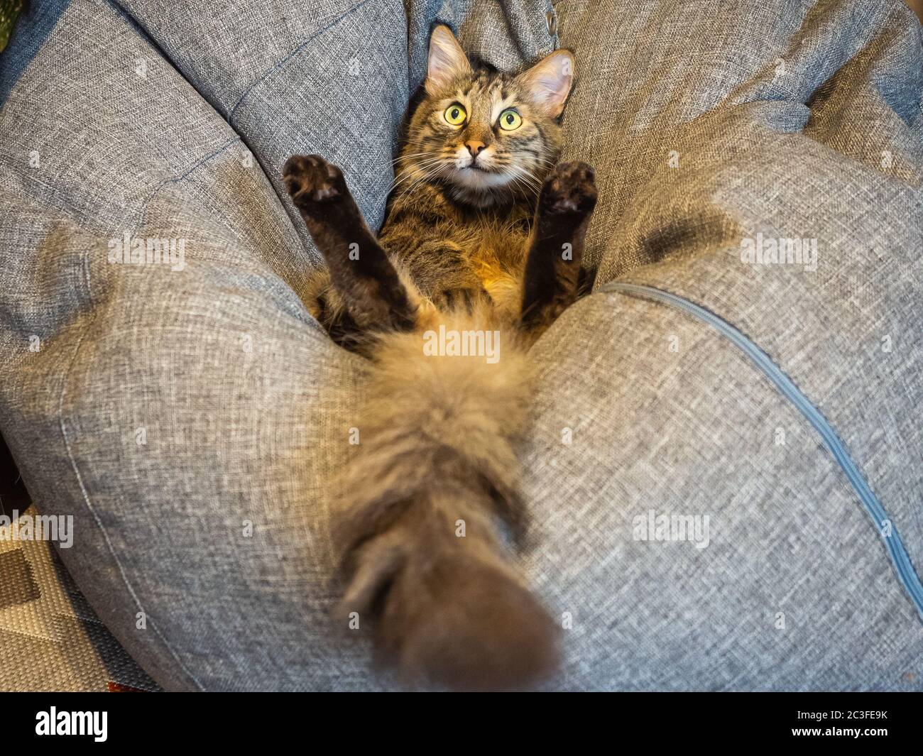 Un gatto con una coda morbida si trova su un cuscino morbido con le zampe in su e guarda in su Foto Stock