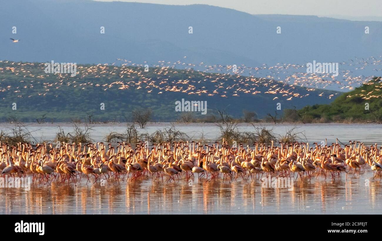 gregge di fenicotteri minori prendere volo lago bogoria, kenya Foto Stock