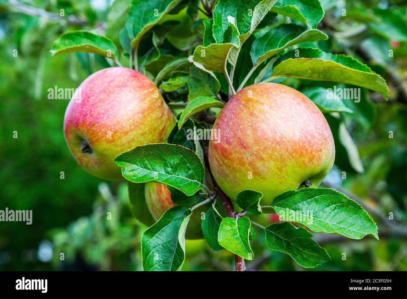 Le mele su un ramo Foto Stock