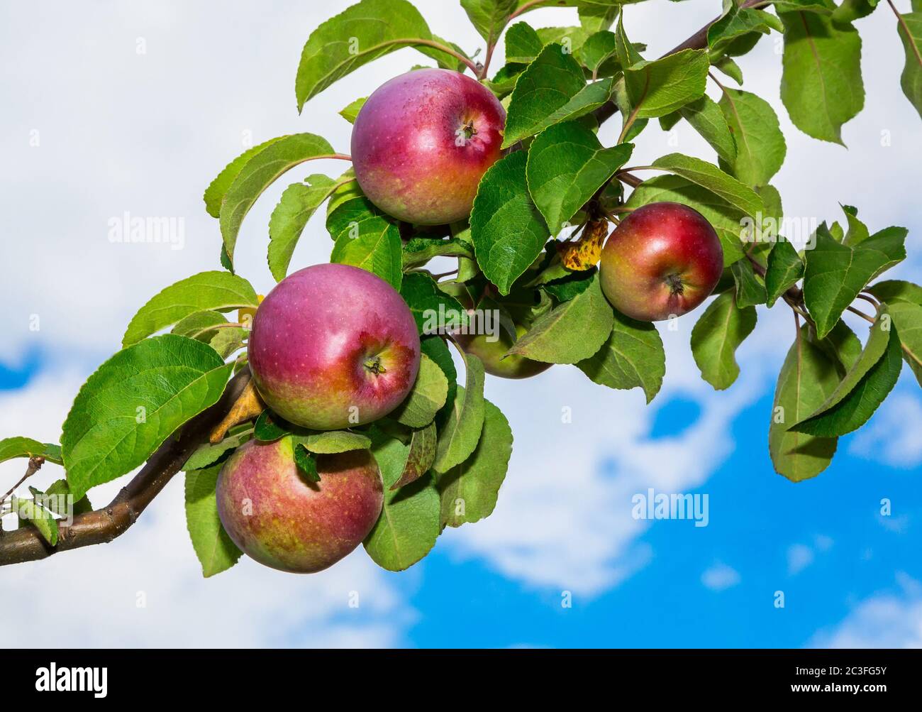 Le mele su un ramo Foto Stock
