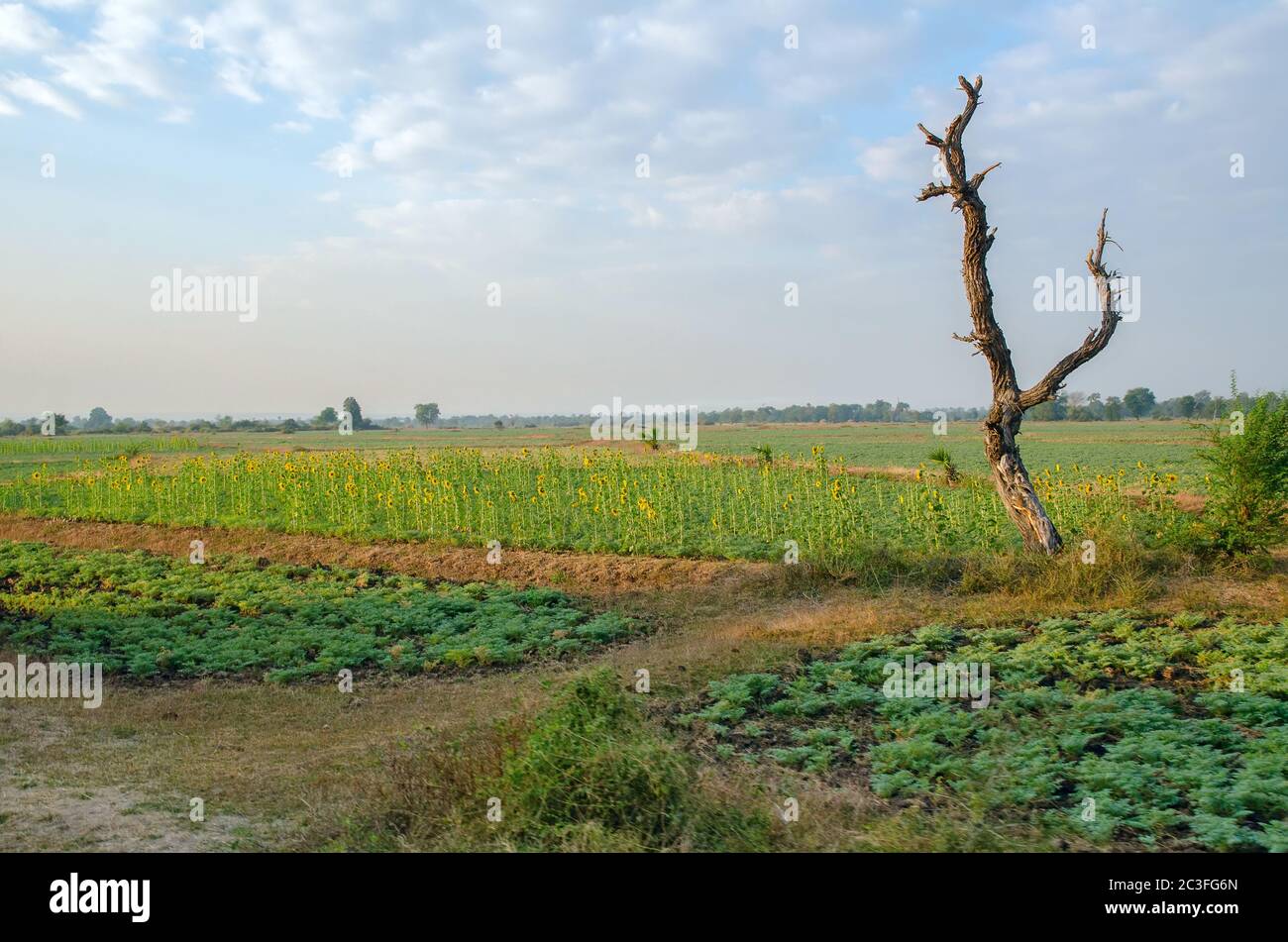Albero morto su un campo con girasoli in Birmania (Myanmar) Foto Stock