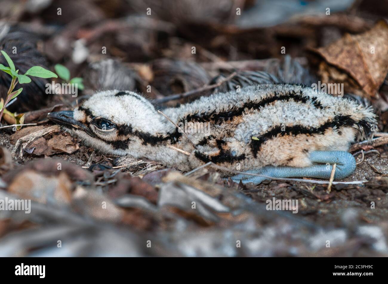 Un bush-arriccia di pietra del bambino si dispone perfettamente ancora in primo piano cucciolata di foglia con la madre fuori fuoco sulla guardia nello sfondo a Cairns, Australia. Foto Stock