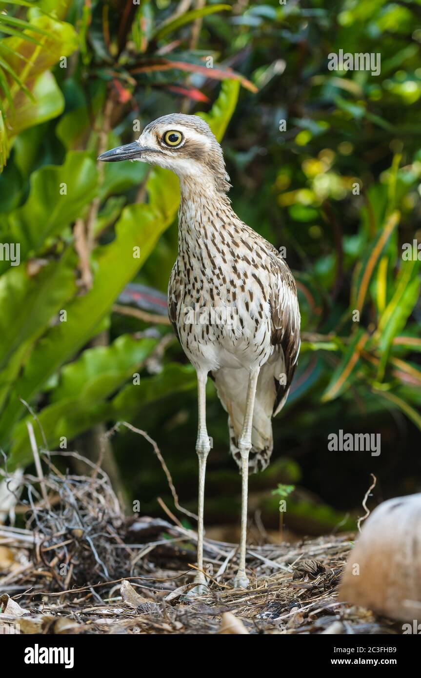 Un cespuglio adulto-ricciolo di pietra si leva sulla guardia nella lettiera di foglia che protegge il suo pulcino bambino nascosto nella lettiera di foglia vicino a Cairns, Australia. Foto Stock