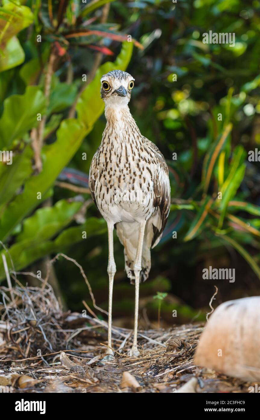Una cespuglio adulta in pietra arcuata negli accovacciati luce sulla guardia che protegge il suo nido nascosto in un campo erboso a Townsville, Queensland, Australia. Foto Stock