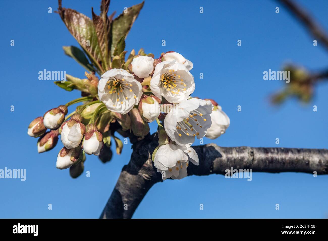 fiori di ciliegio aperti Foto Stock