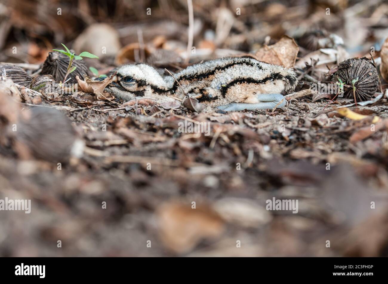 Un bush-arriccia di pietra del bambino si dispone perfettamente ancora in primo piano cucciolata di foglia con la madre fuori fuoco sulla guardia nello sfondo a Cairns, Australia. Foto Stock