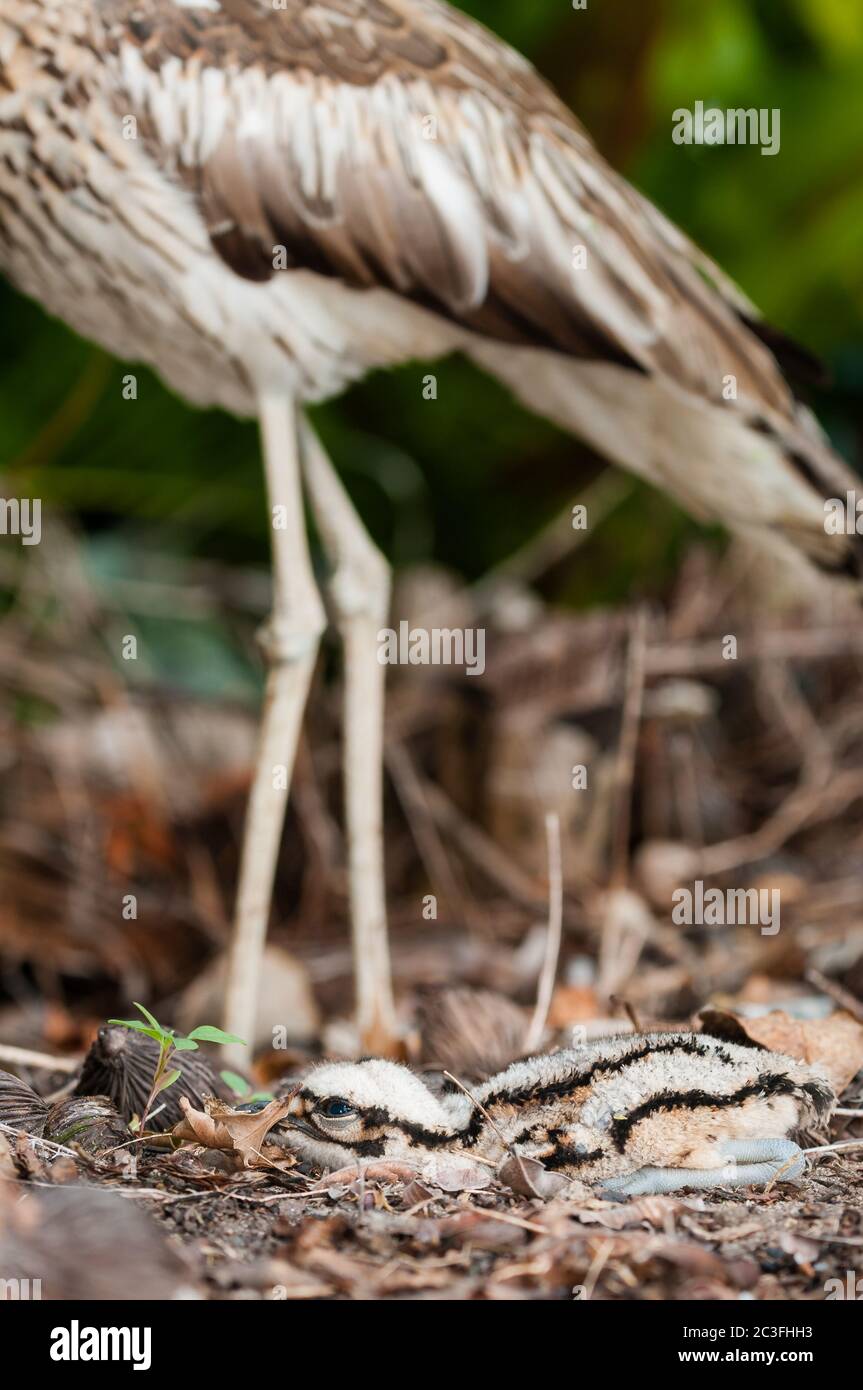 Un bush-arriccia di pietra del bambino si dispone perfettamente ancora in primo piano cucciolata di foglia con la madre fuori fuoco sulla guardia nello sfondo a Cairns, Australia. Foto Stock