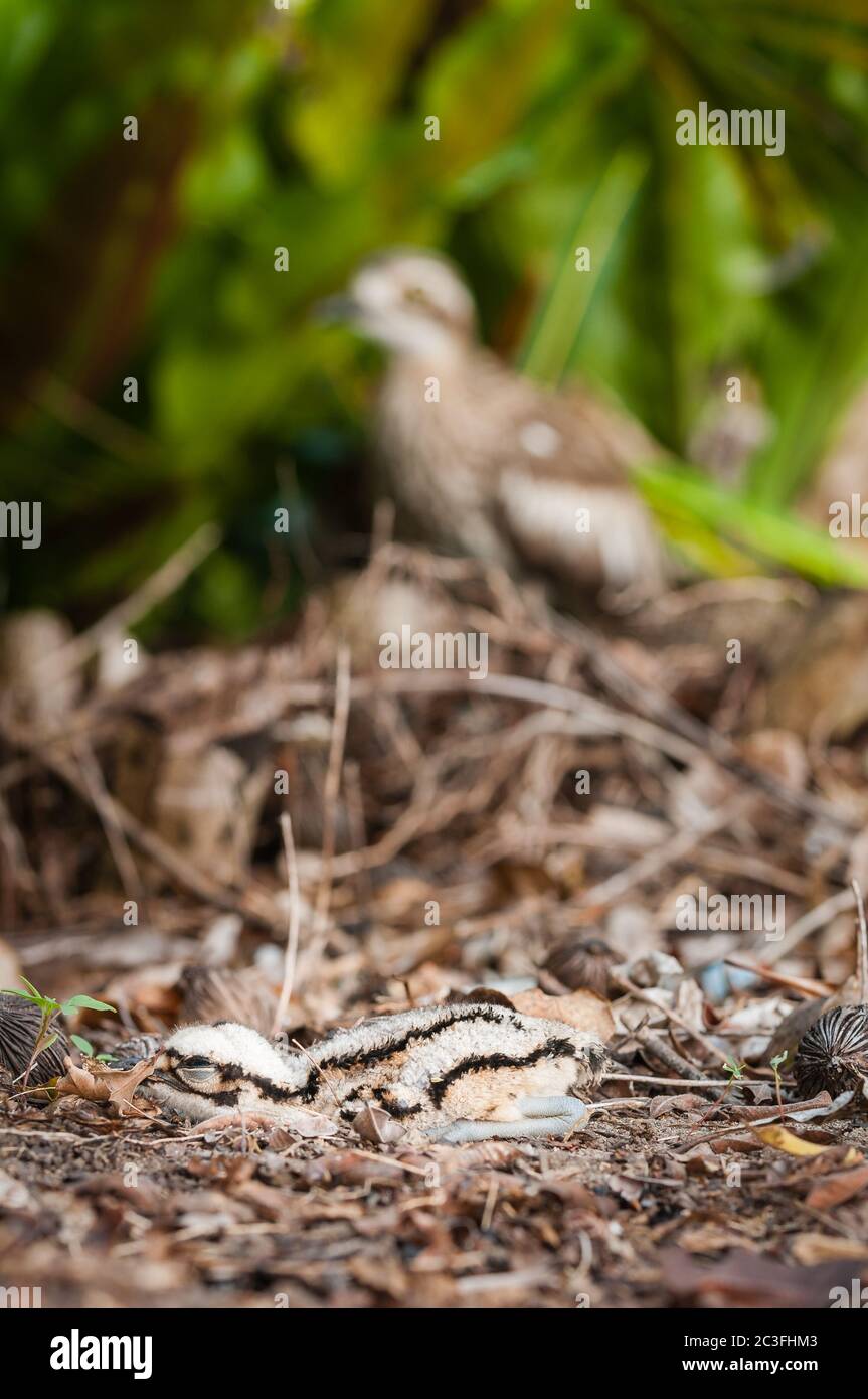 Un bush-arriccia di pietra del bambino si dispone perfettamente ancora in primo piano cucciolata di foglia con la madre fuori fuoco sulla guardia nello sfondo a Cairns, Australia. Foto Stock