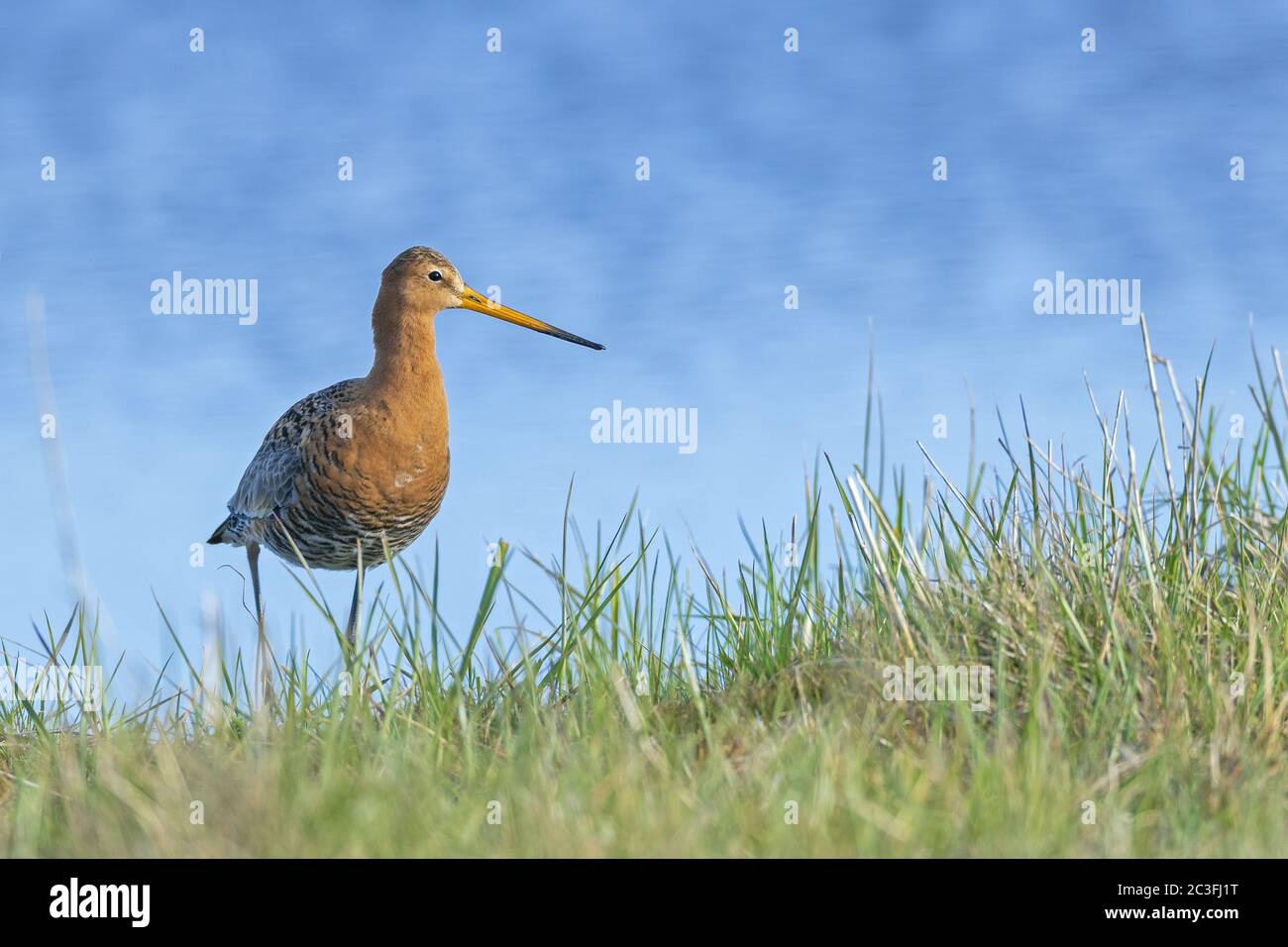 Godwit dalla coda nera in piumaggio / Limosa limosa Foto Stock