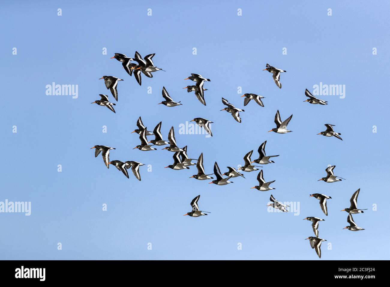 Eurasian Oystercatcher un gregge di uccelli in allevamento e non-allevamento piumaggio Foto Stock