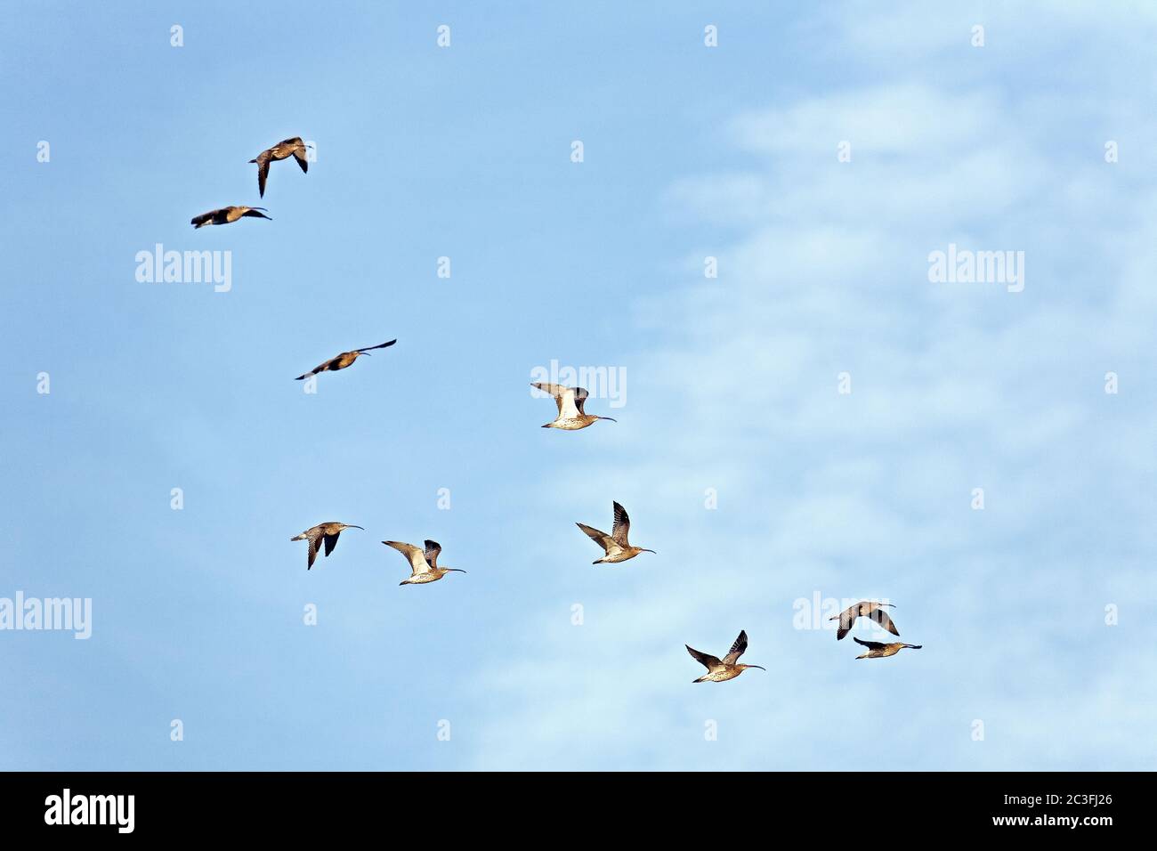 Eurasian Curlew gregge di uccelli in volo Foto Stock